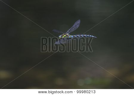 Blue darner (aeshna Cyanea)