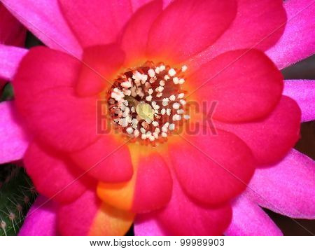 Beautiful Echinocereus cactus flower