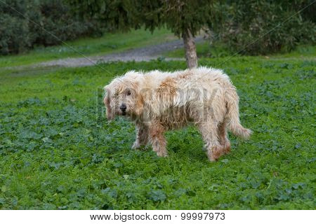 Dog