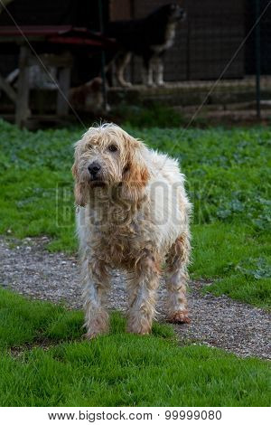 Dog