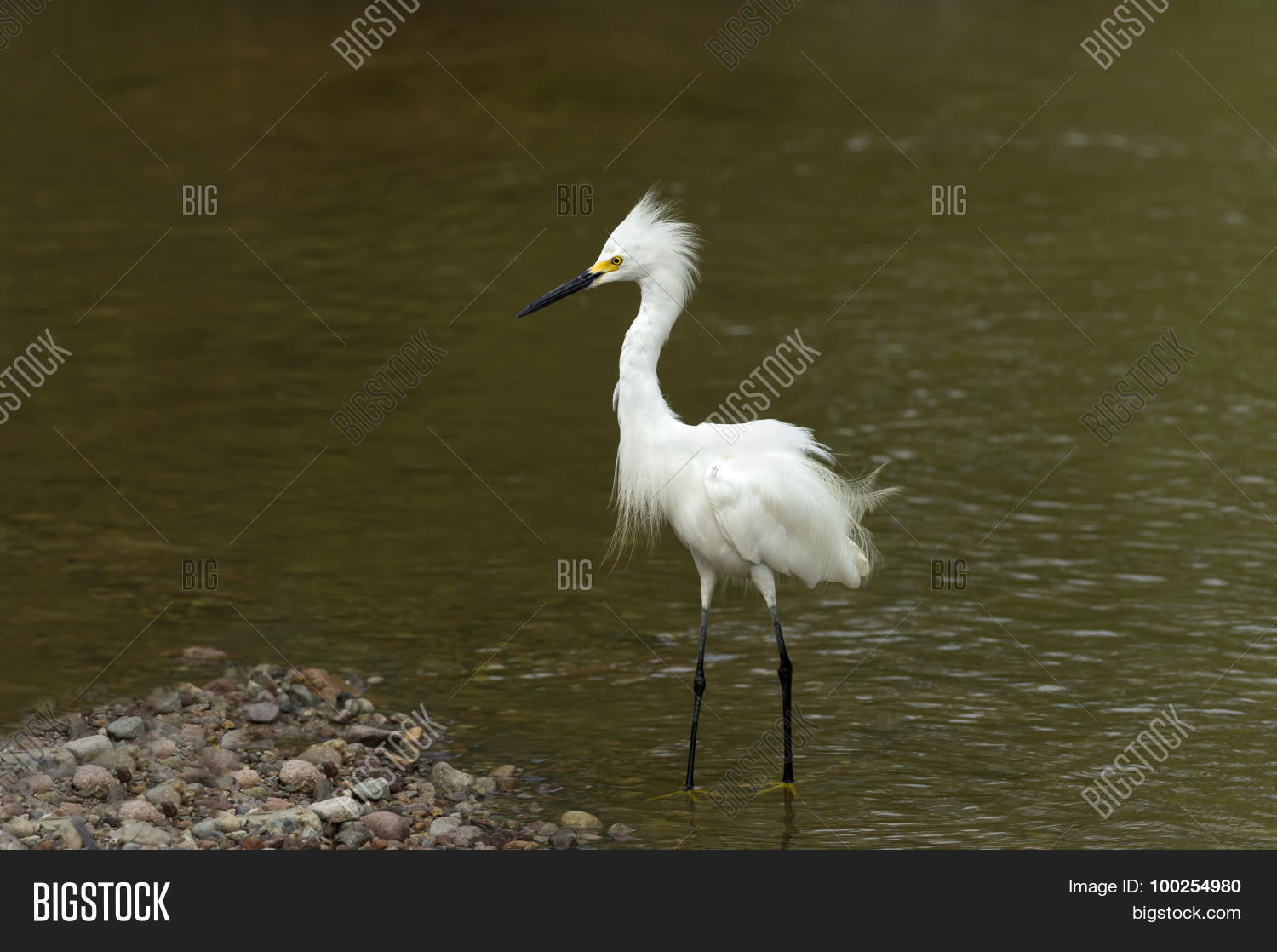 创建 lightbox 公开该 lightbox 保存取消   保存 white heron is a
