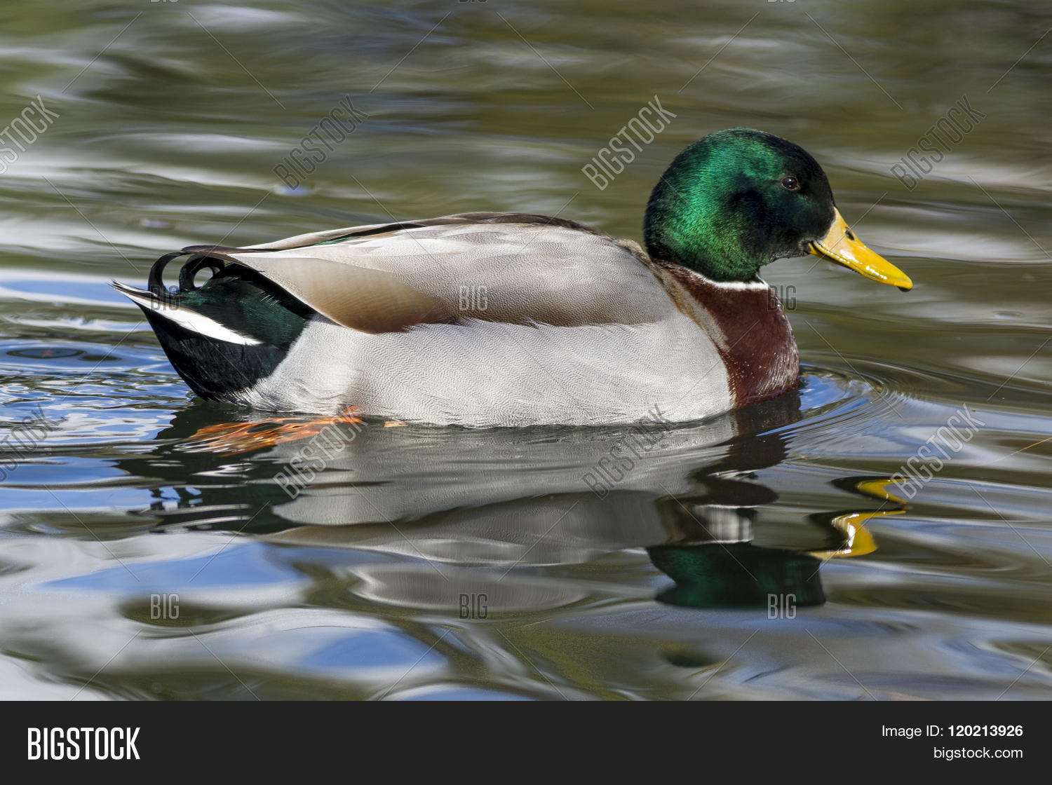 a male mallard duck swims in the calm blue water in a post falls