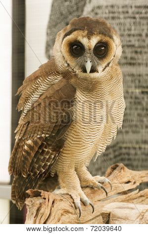 brown faced owl