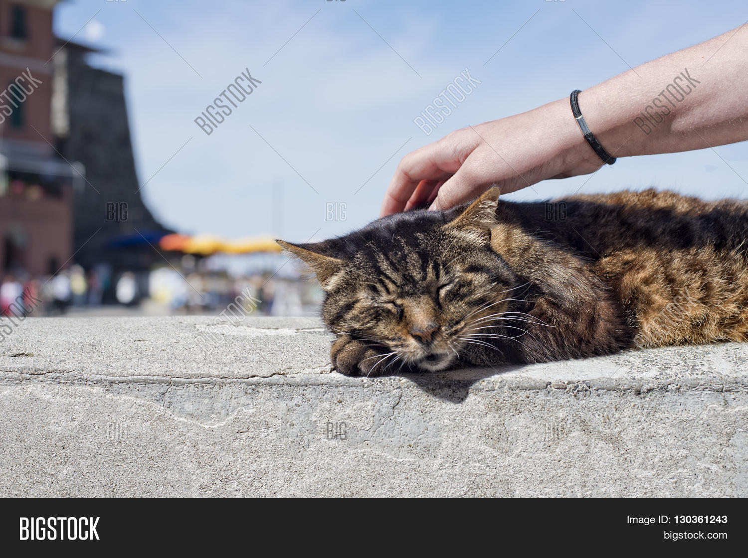 cat while resting in vernazza cinque terre pictoresque village