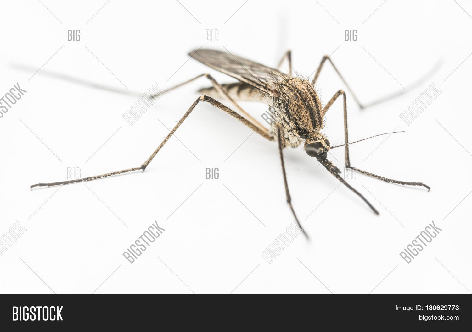 mosquito on a white background, macro photo