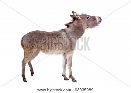 donkey on white