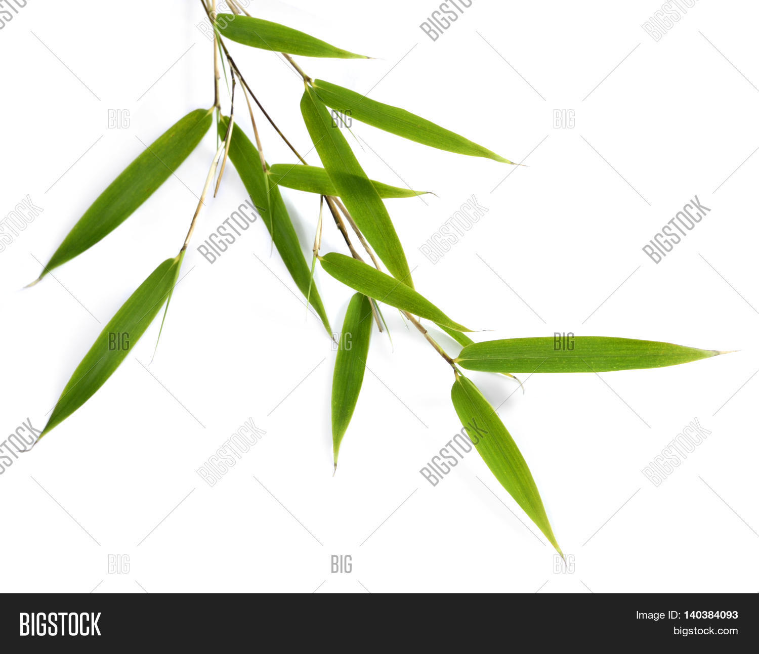 bamboo leaves, isolated on white图片和照片 | bigstock