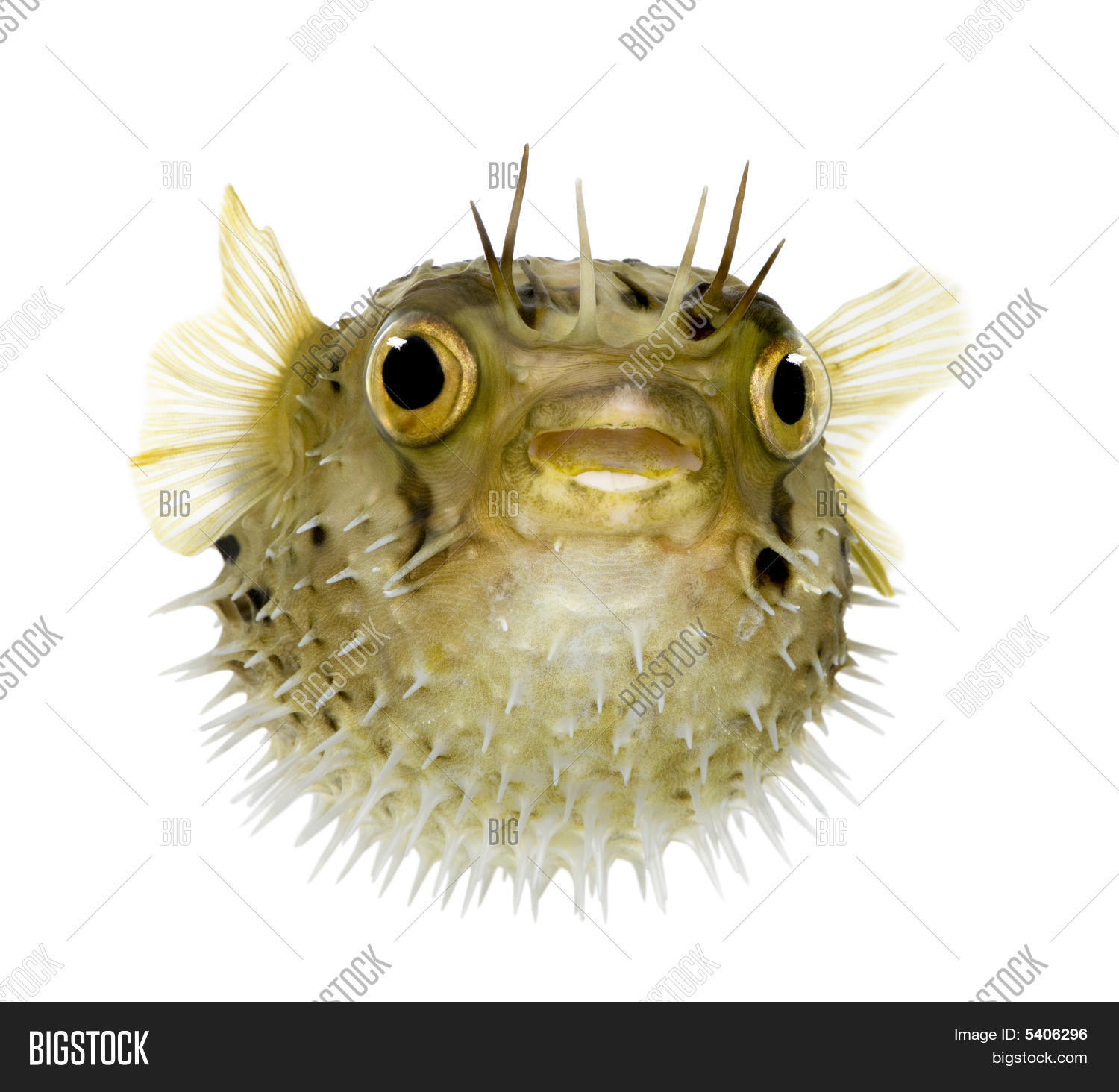 长脊柱 porcupinefish 也知道作为刺 balloonfish-鱼虎 库存照片和