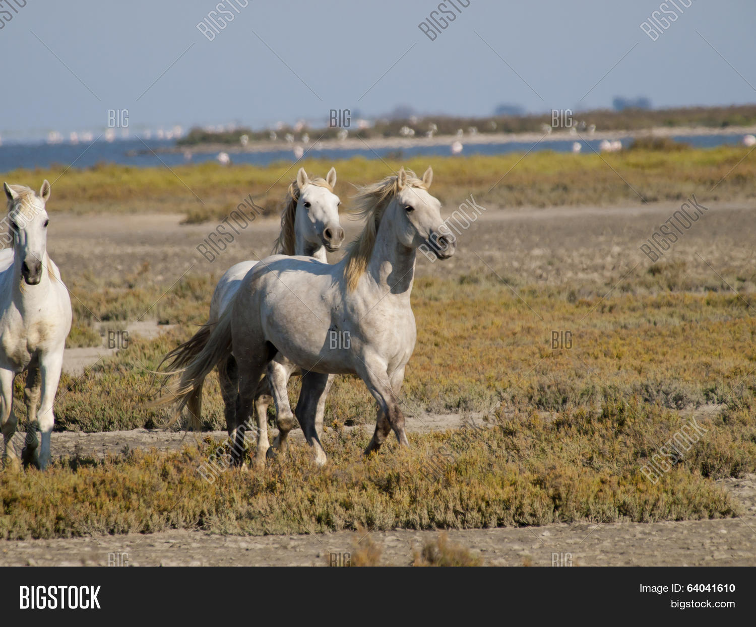 galloping white horses with flamingos in the back in parc