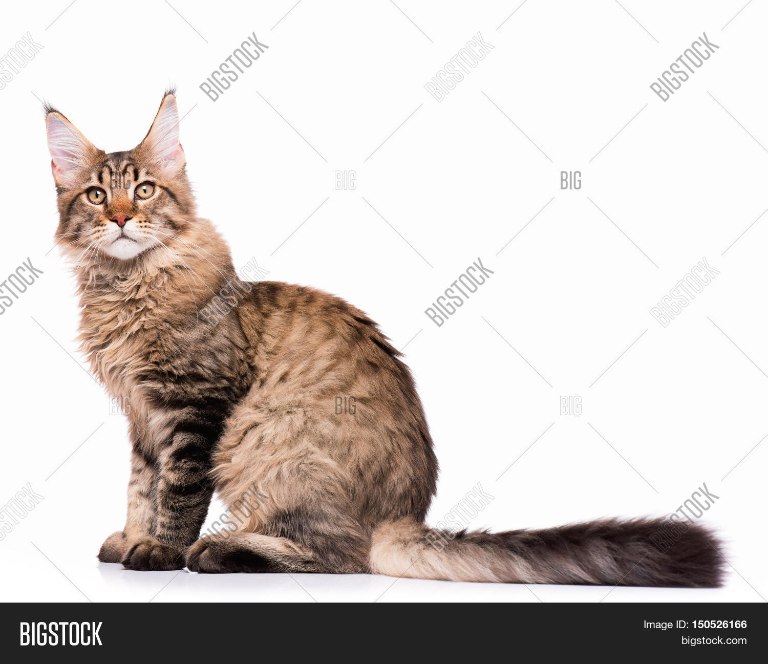portrait of domestic black tabby maine coon kitten - 5 months