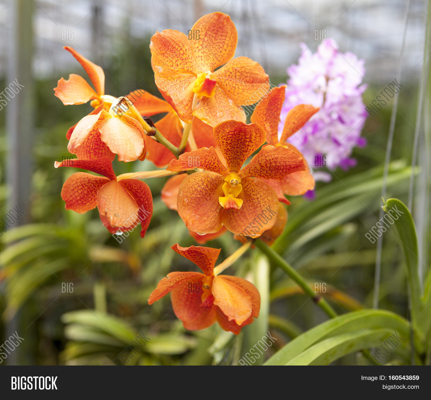 beautiful branch of orange flowers of orchids.
