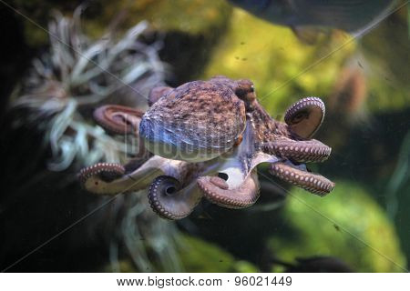 common octopus (octopus vulgaris). wildlife animal.