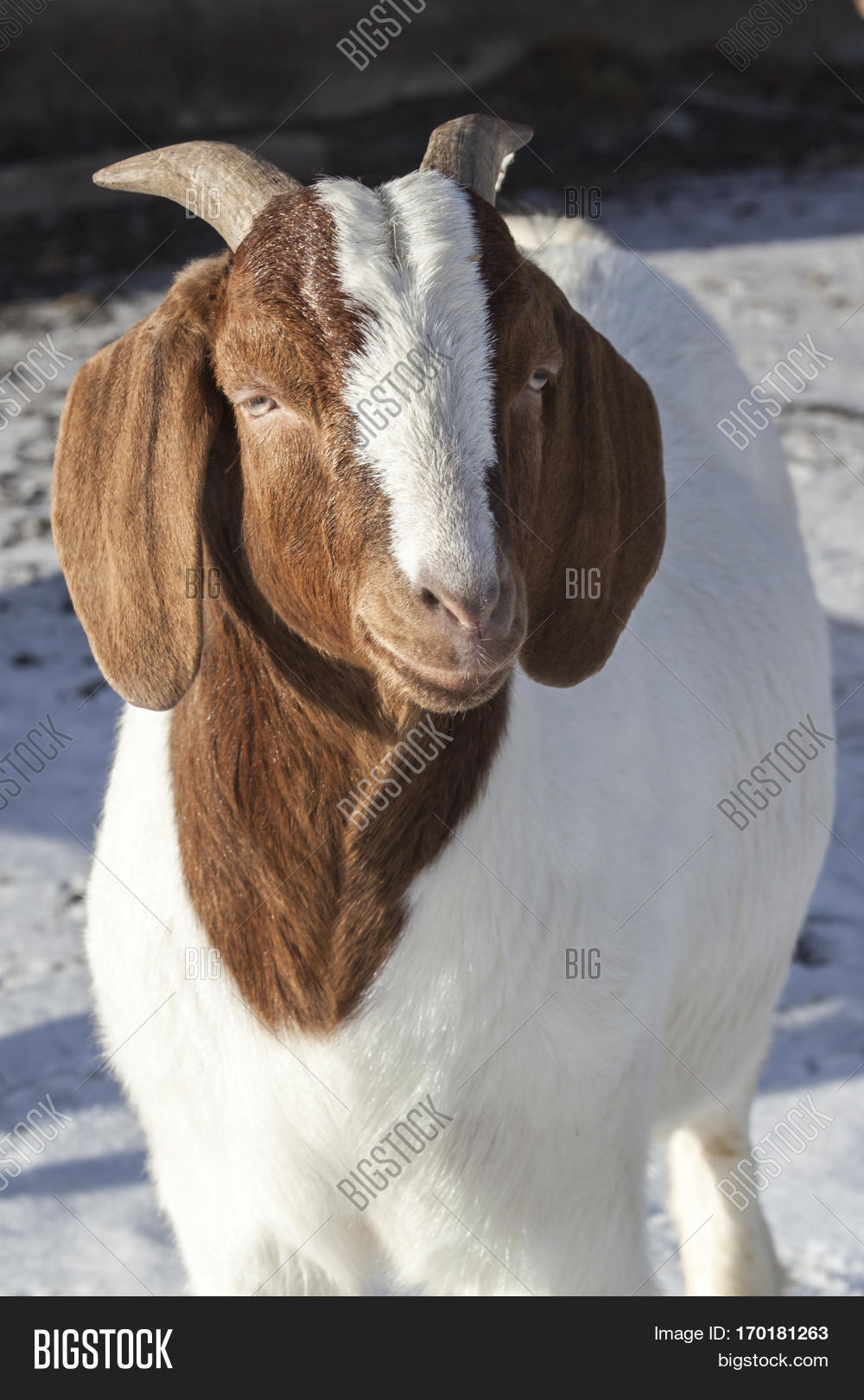 african goat in a farm in nordland norway