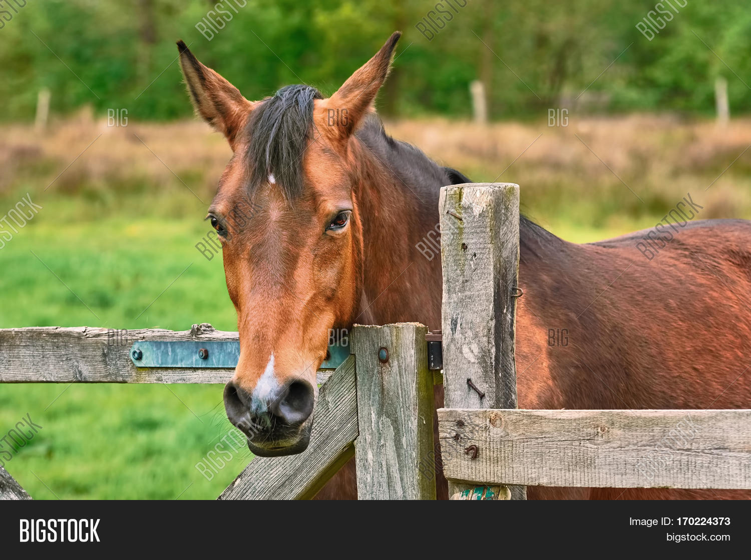portrait of chestnut horse near the fence