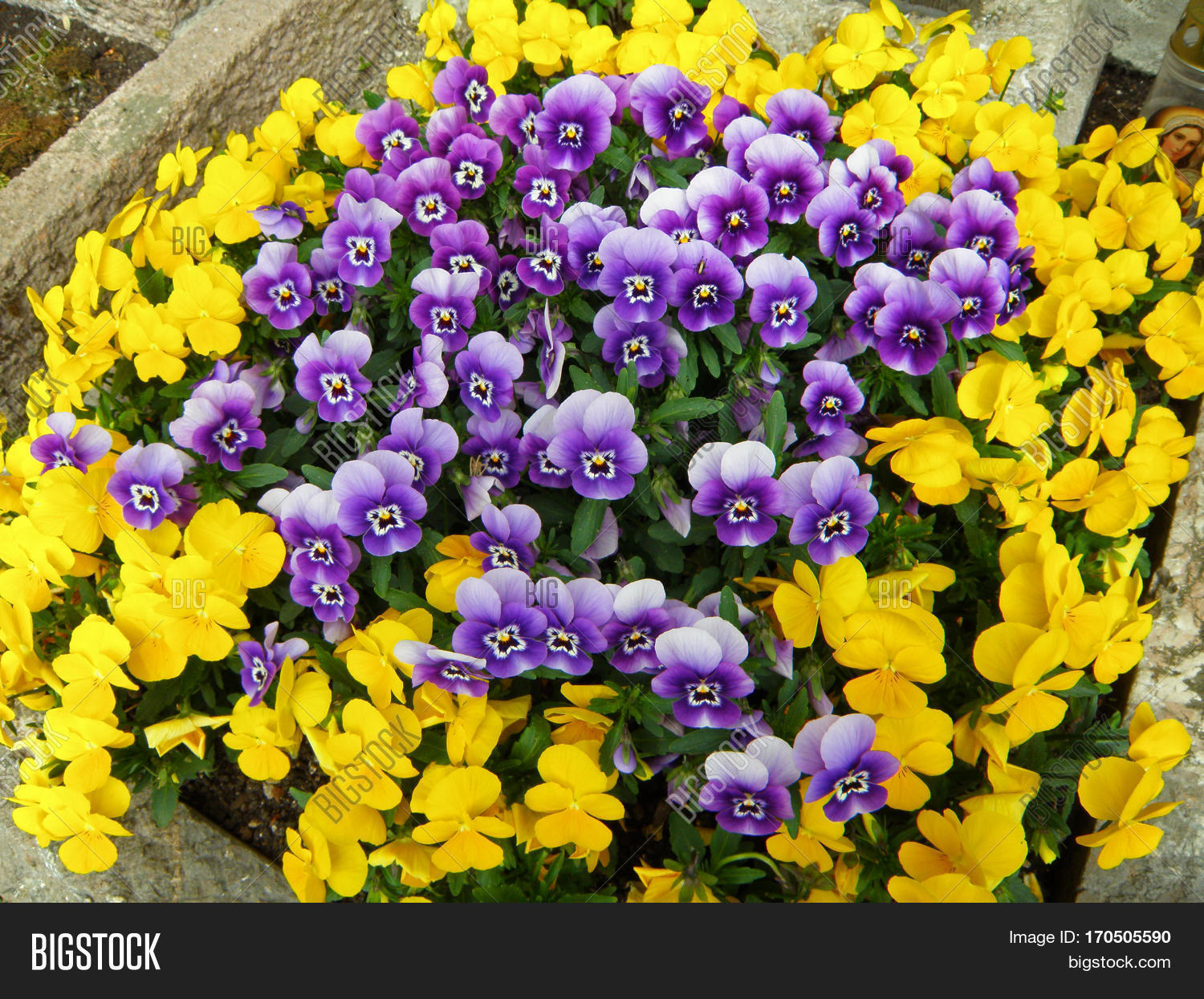 bunch of vivid yellow and violet blooming pansy flowers