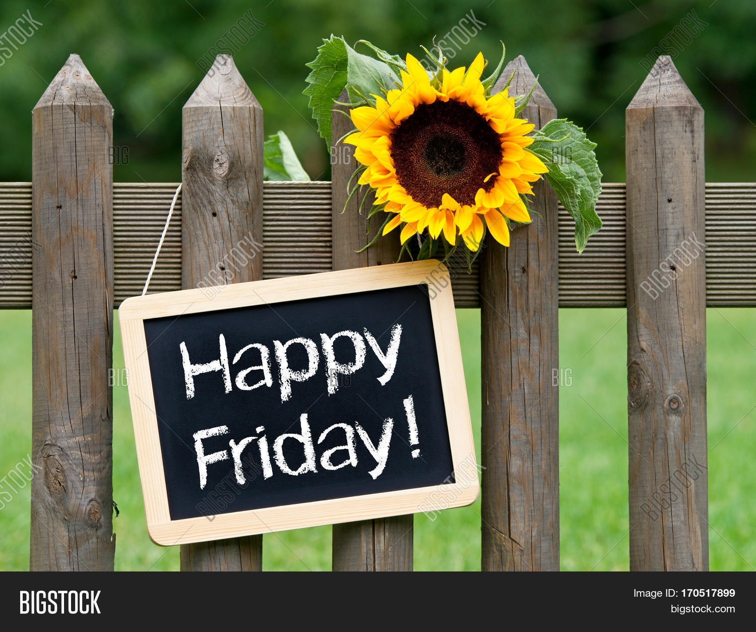 happy friday - chalkboard with text and sunflower in the garden