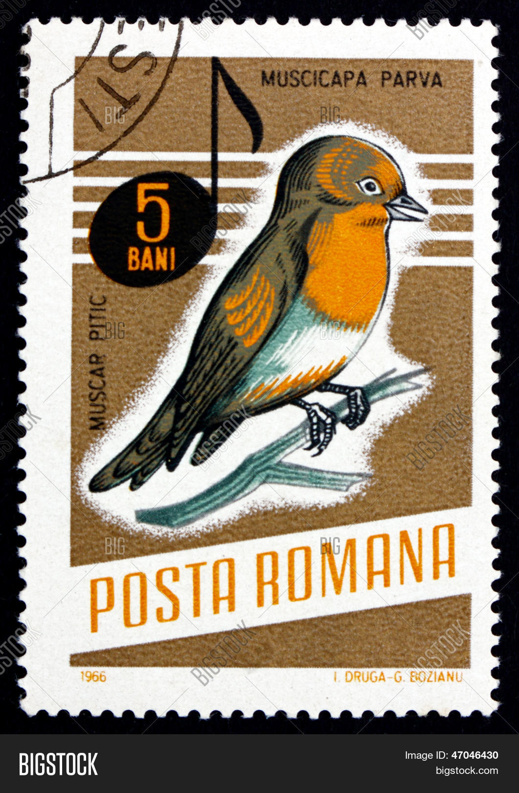 邮票1966年罗马尼亚红胸鹟鸟 库存照片和库存图片 | bigstock