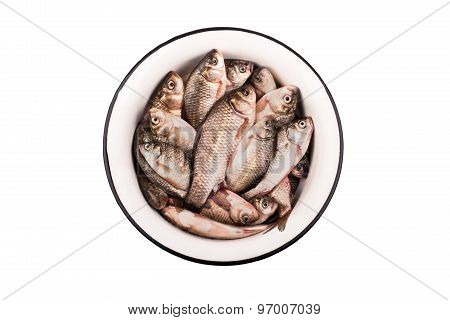 crucian carp in a bowl