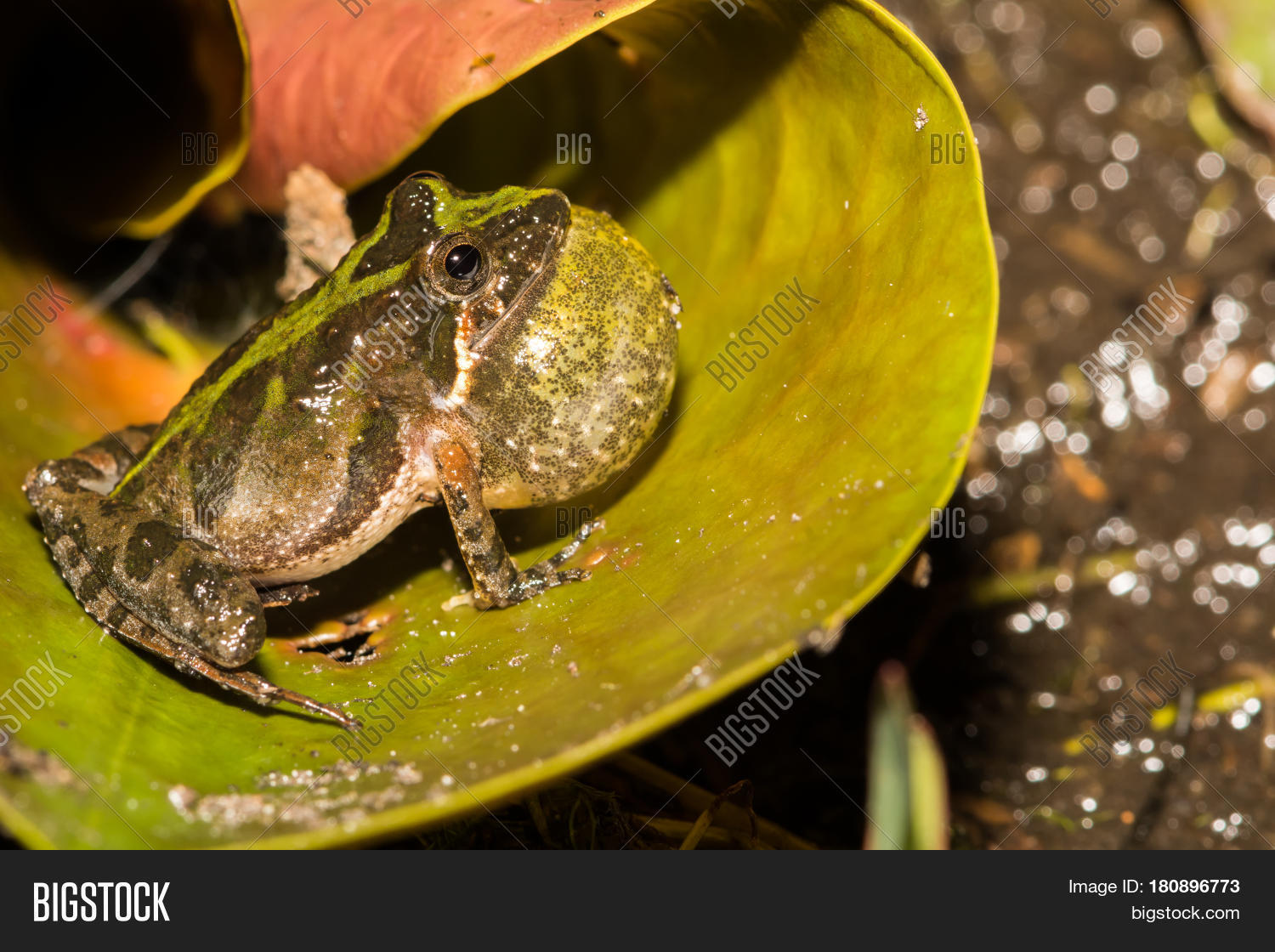 frog calling from a lilly pad at the edge of a small pond