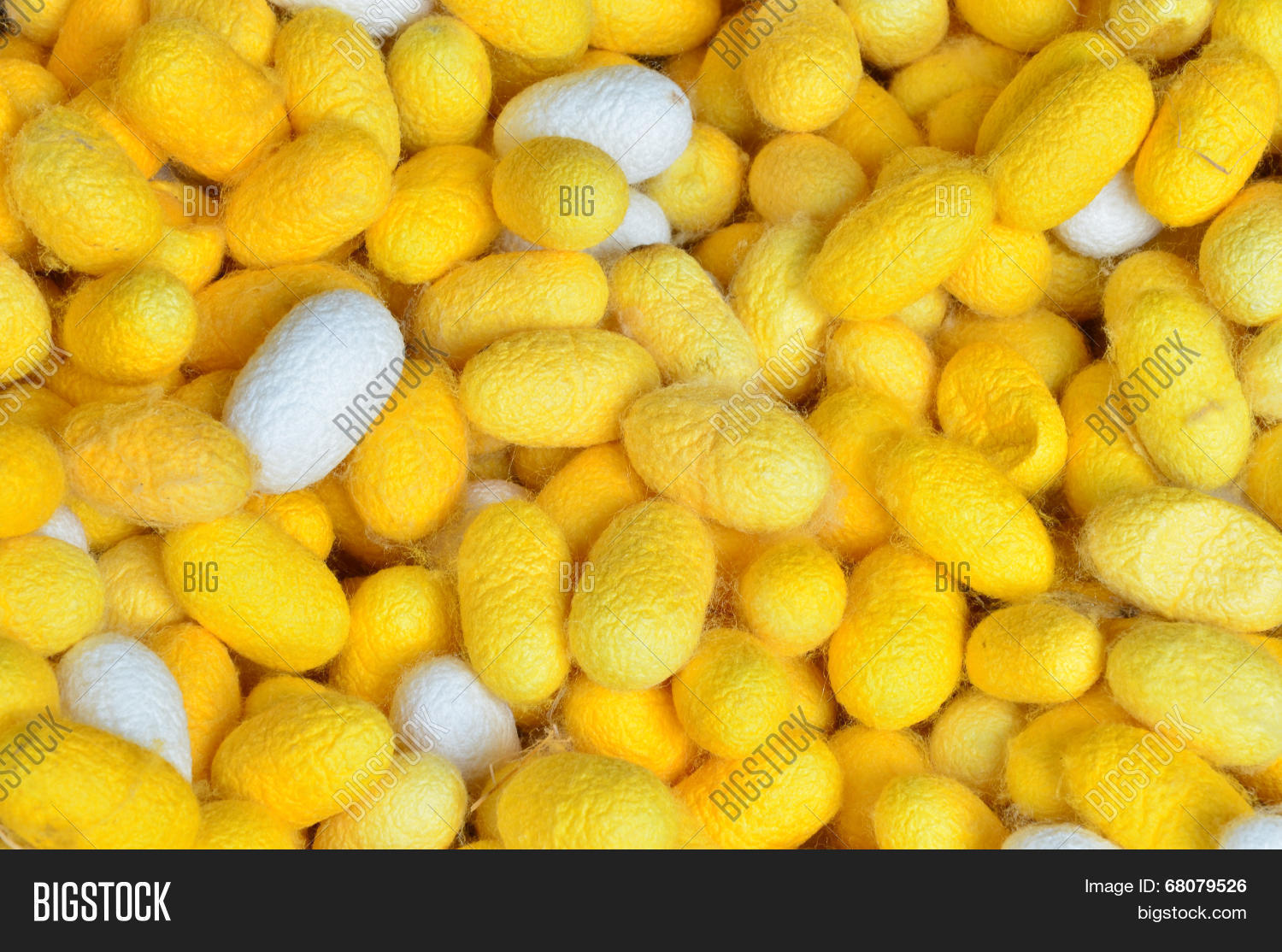 silkworm cocoon background, white and yellow silk worm