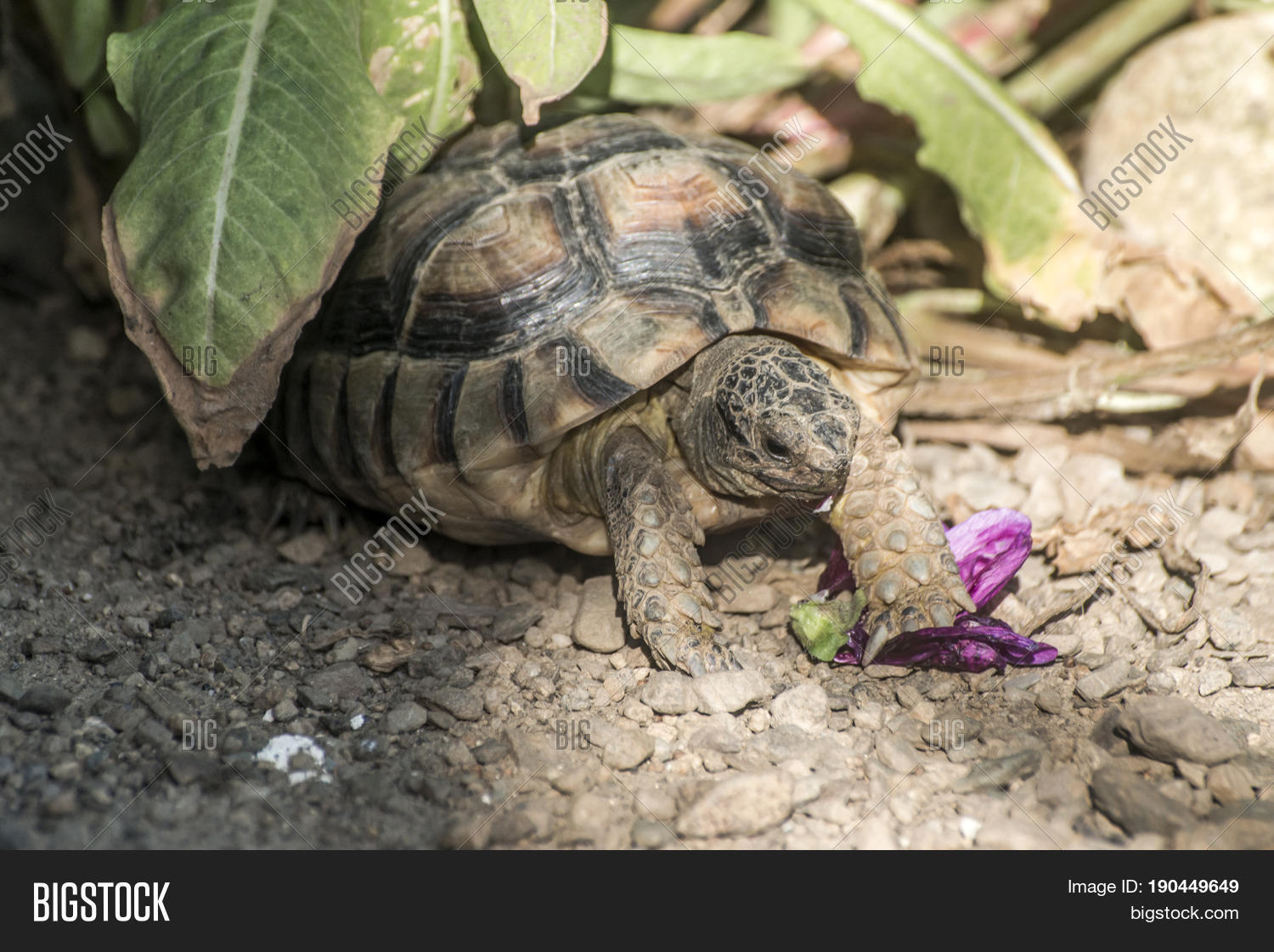 turtle testudo marginata european landturtle eating a purple