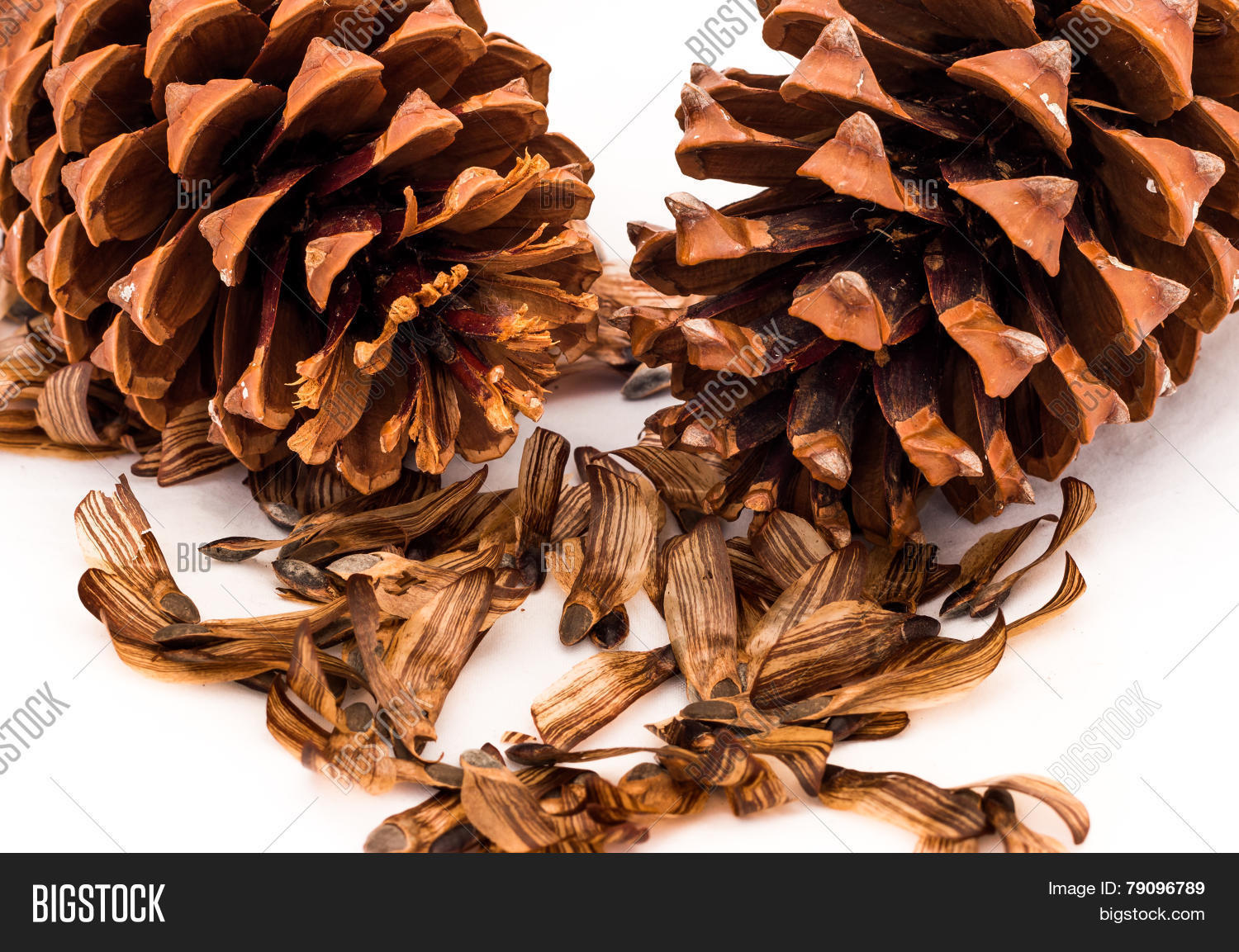 two open pine cones with their seeds fallen out.