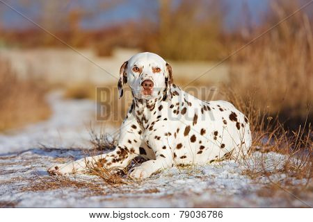 beautiful dalmatian dog outdoors