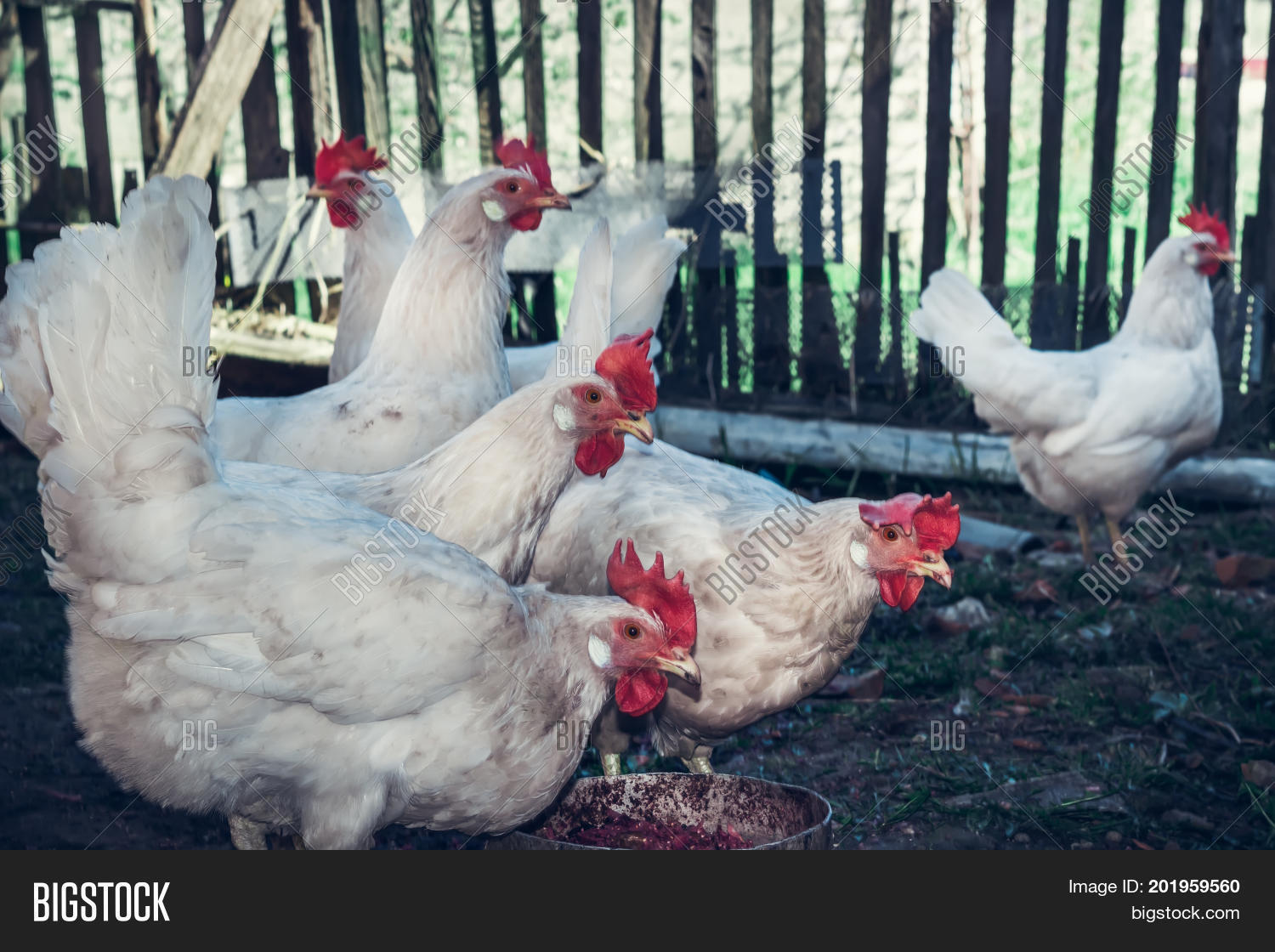 white hens on farm country summer scene