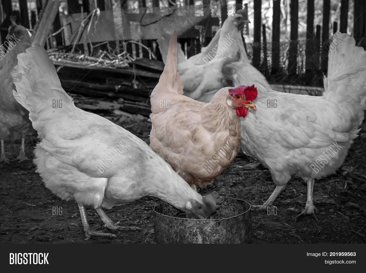 white hens on farm country summer scene