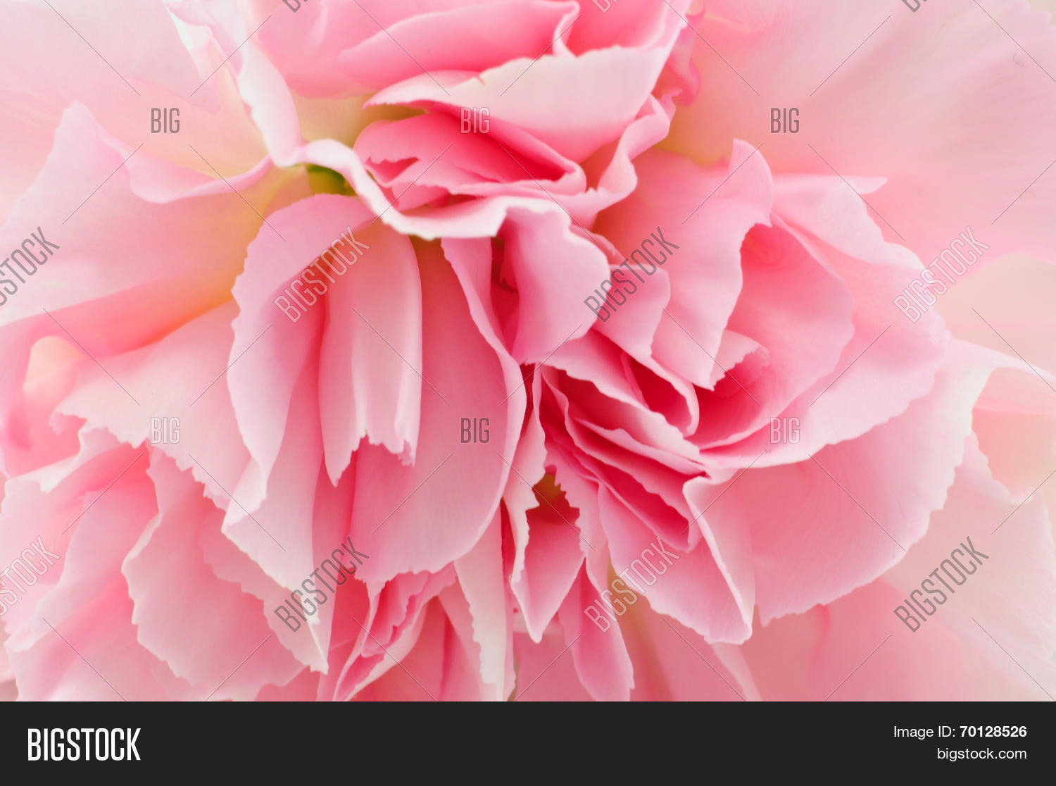 beautiful pink carnation isolated on white background