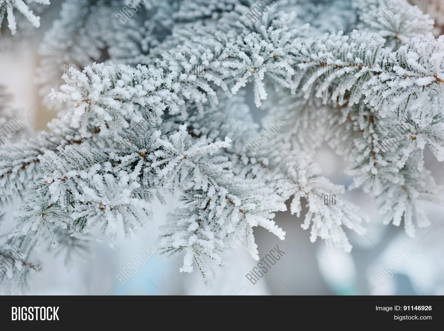 photo frozen fir tree background,图片和照片 | bigstock