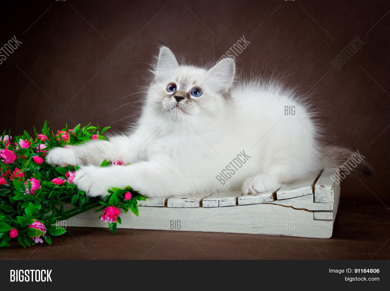 neva masquerade kitten on dark brown background.