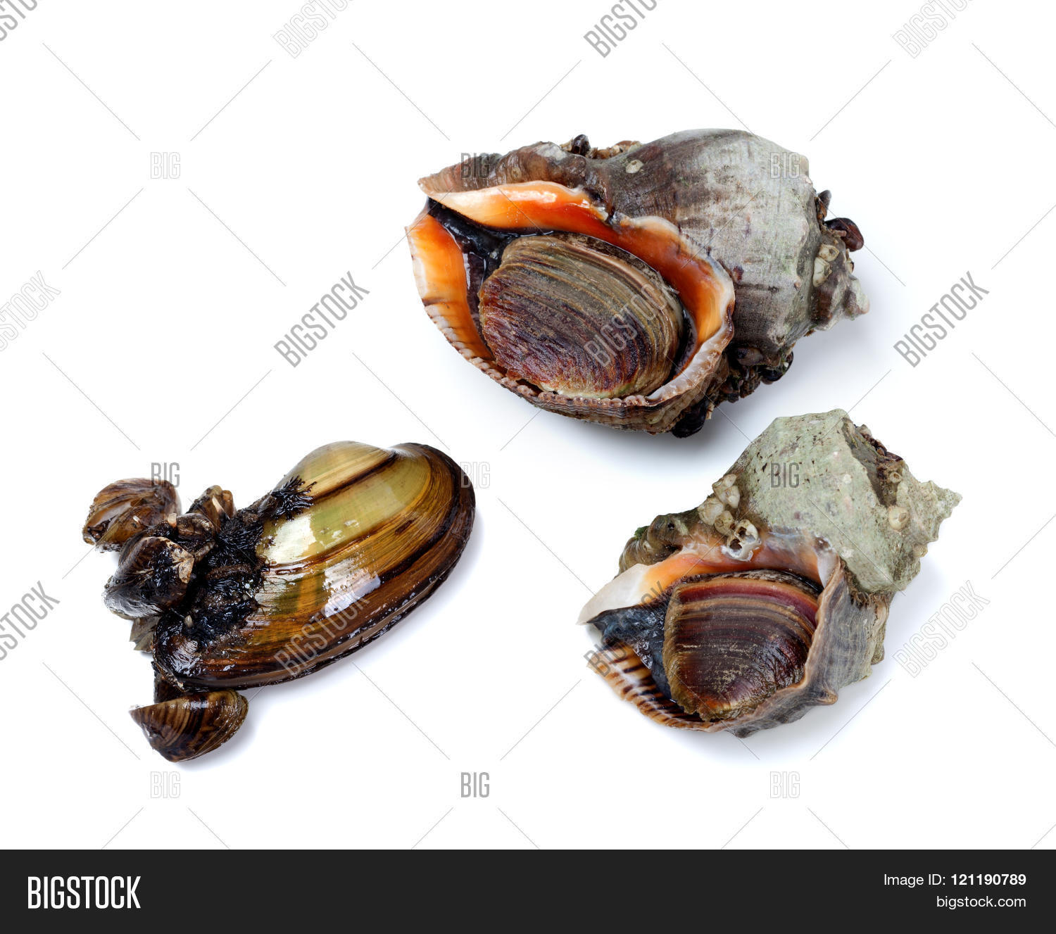 two veined rapa whelk and anodonta (river mussel).