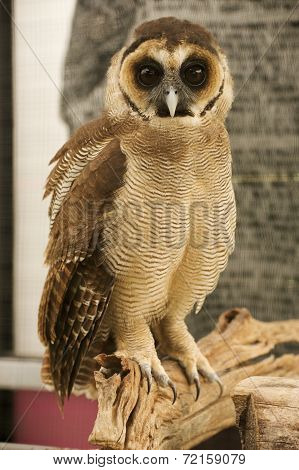 brown faced owl