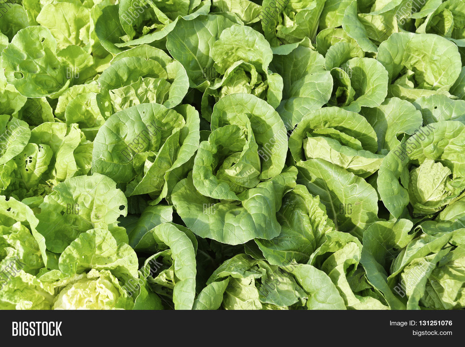 growth of cos lettuce romaine lettuce in field.