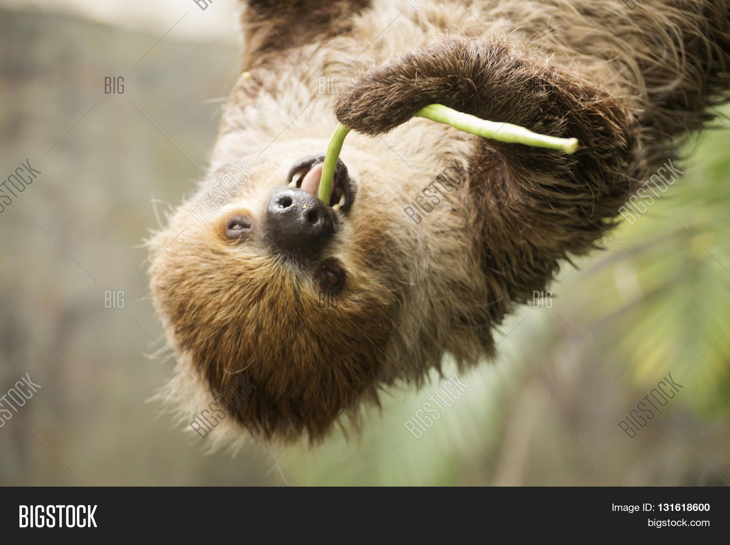 closed up two-toed sloth on the tree eating lentils