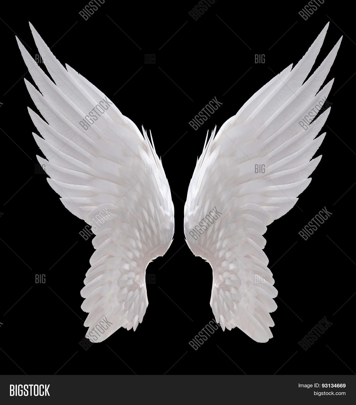 white angel wing isolated on black color