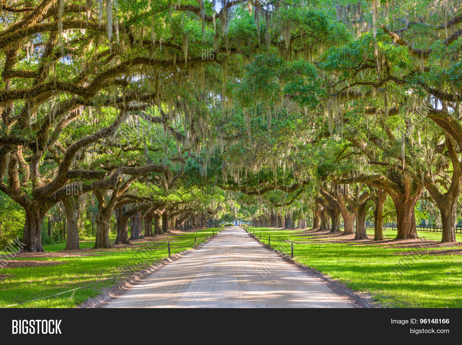 charleston, south carolina, usa tree lined plantation entrance.
