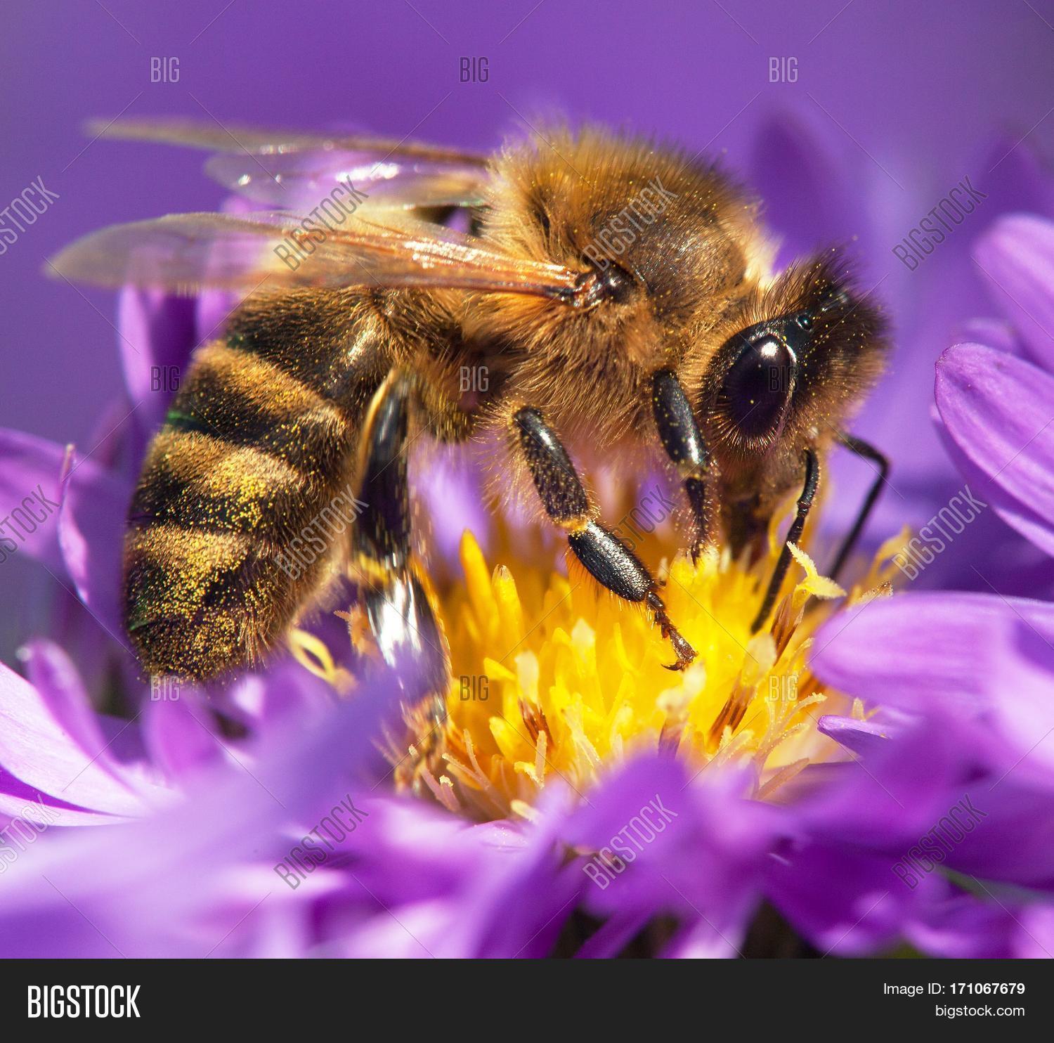 detail of honeybee (apis mellifera) european or western honey