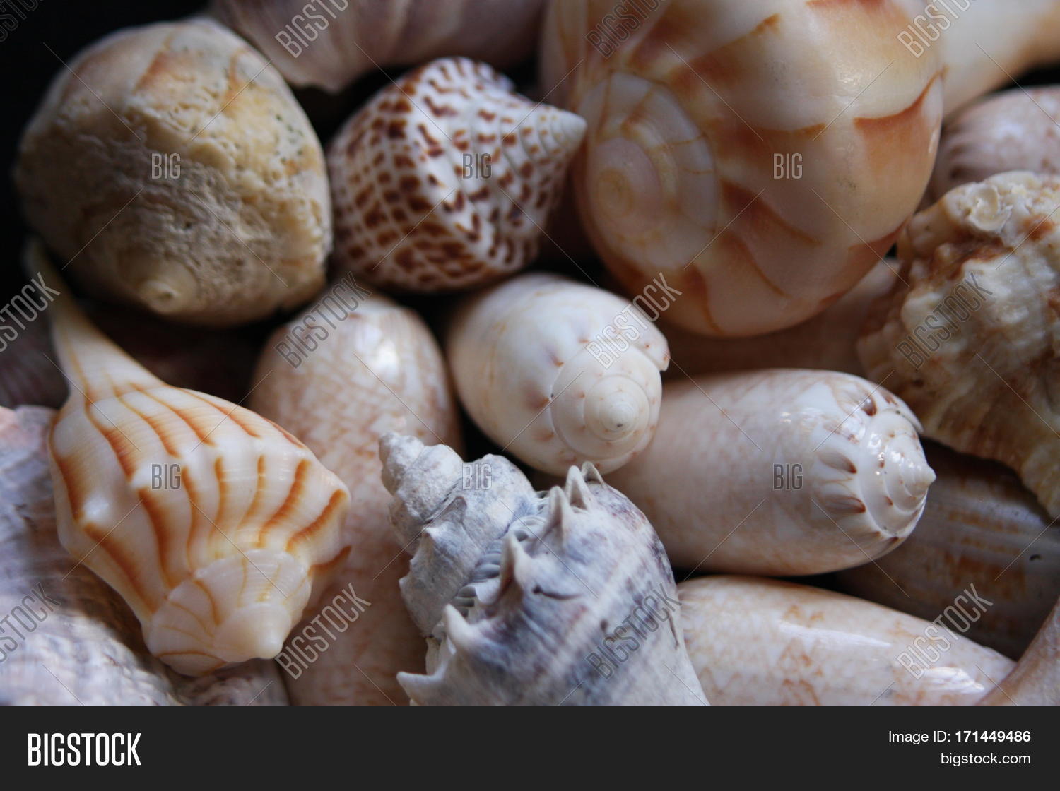 beautiful seashells from new smyrna beach florida