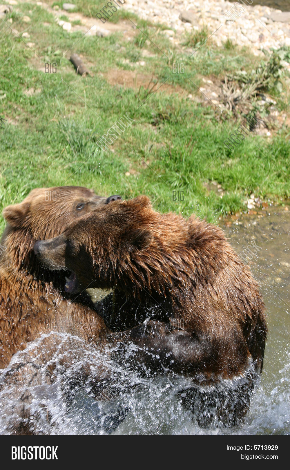保存取消   保存 two kodiak bears playing in the refreshing water