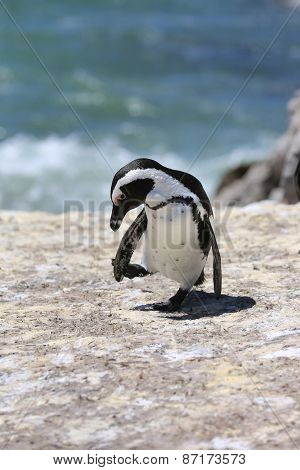 jackass penguin