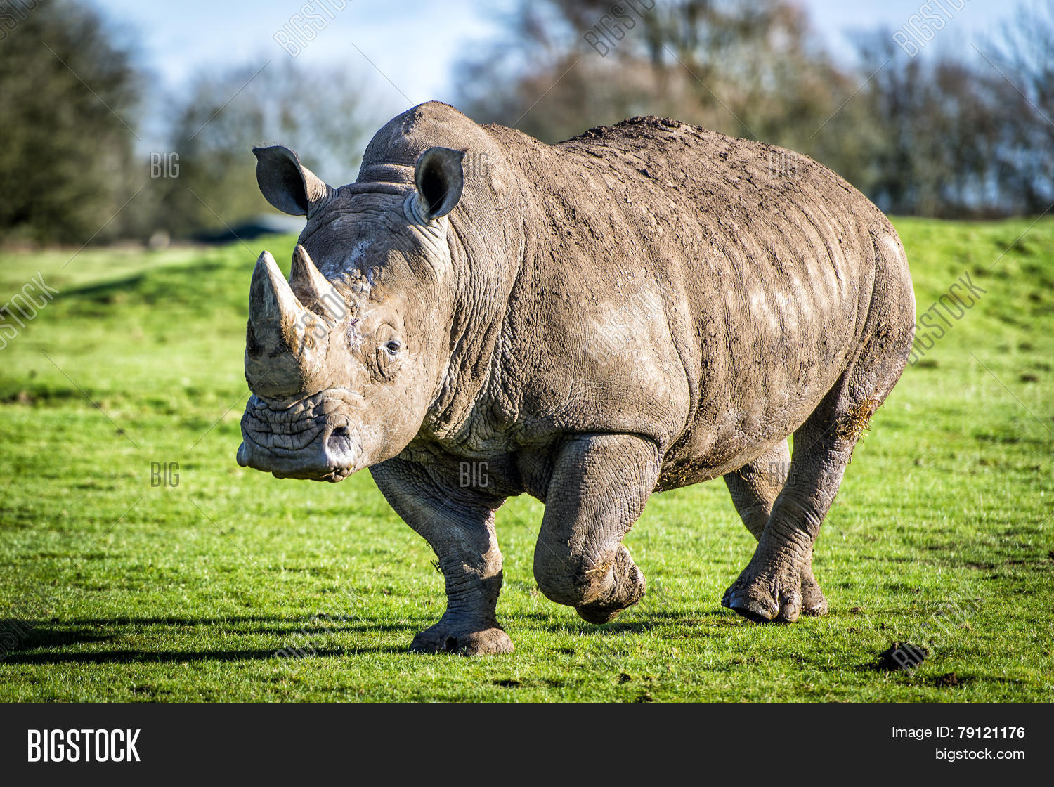 white rhinoceros