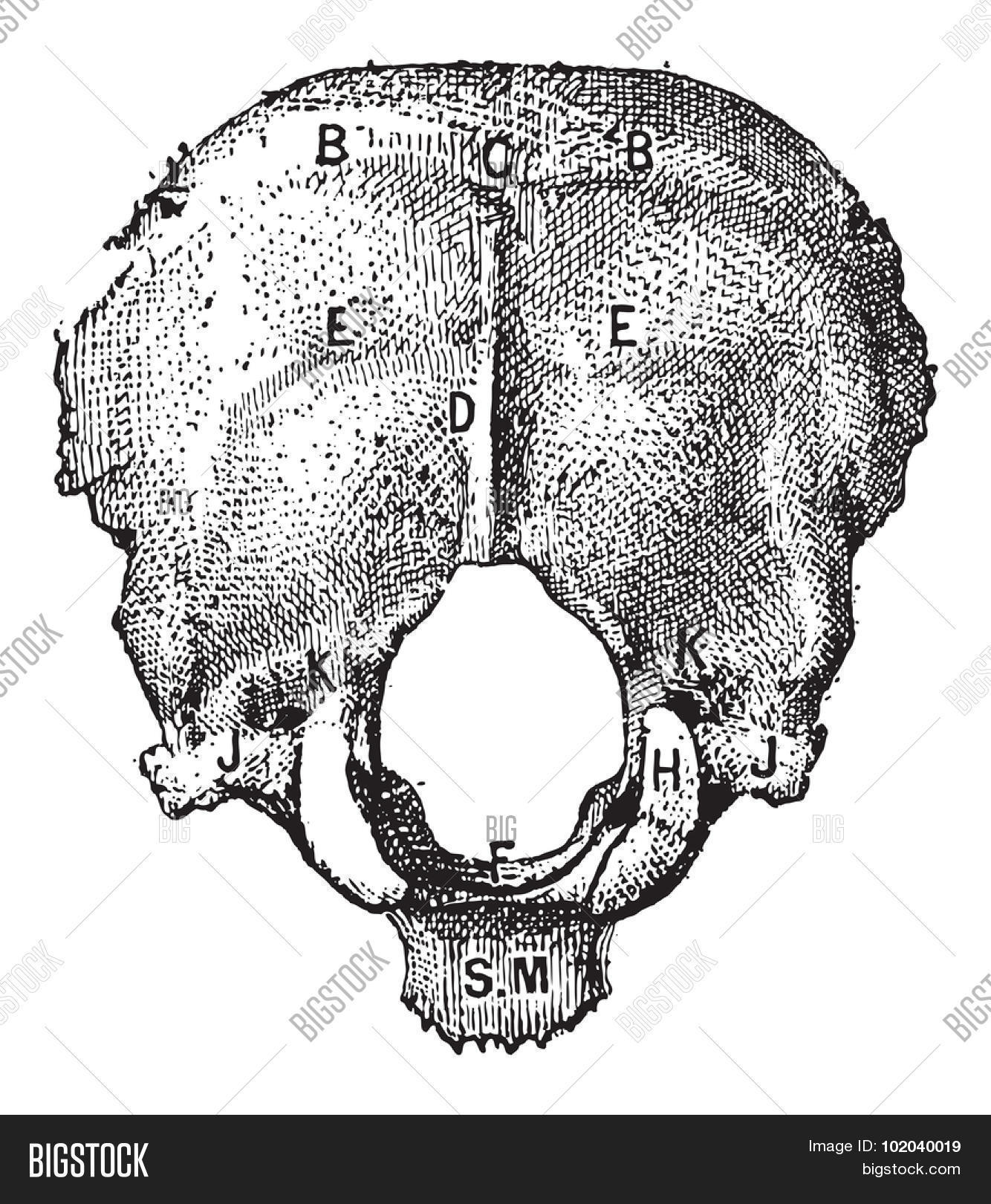 occipital bone, in humans, external view, vintage engraved
