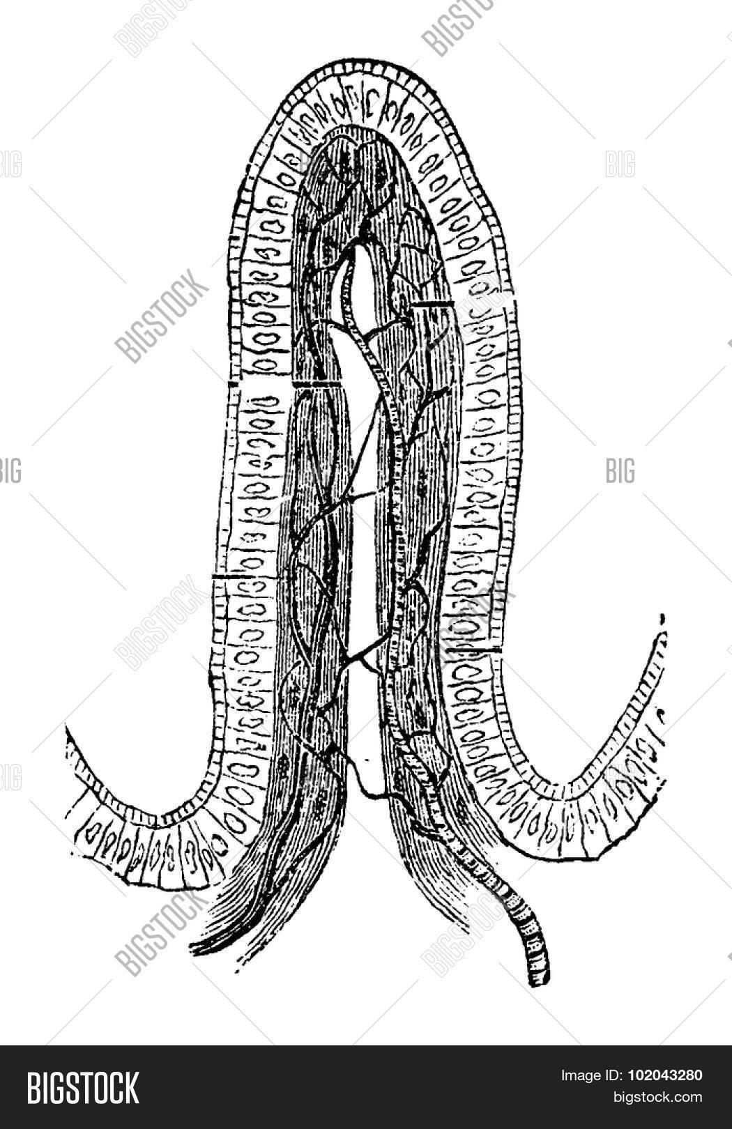 structure of an intestinal villus, vintage engraved illustration