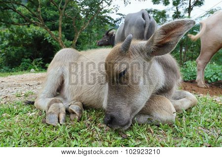 water buffalo