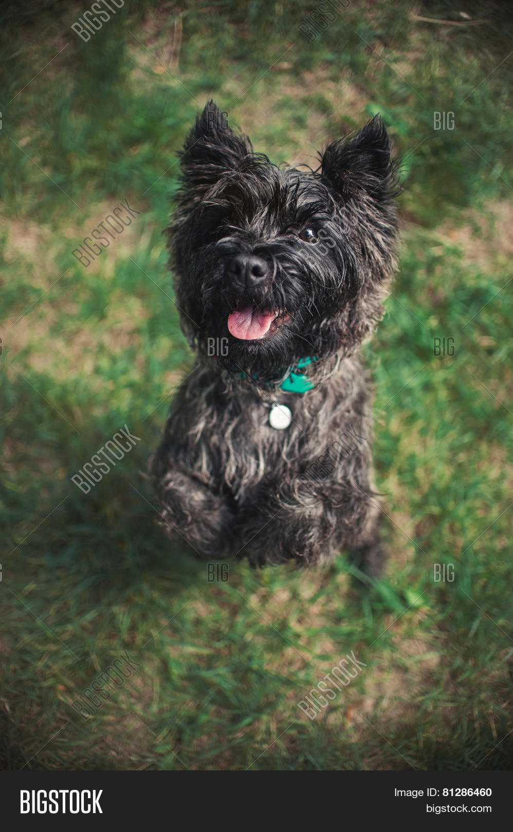 cute cairn terrier dog portrait close summer