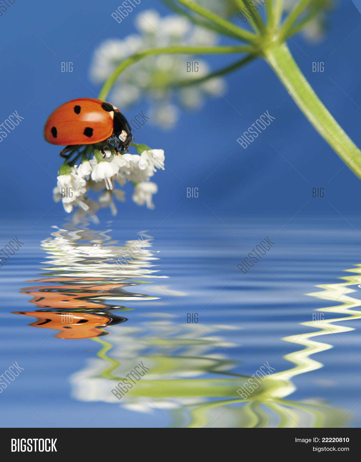 more pictures of this cute beetle in my portfolio.