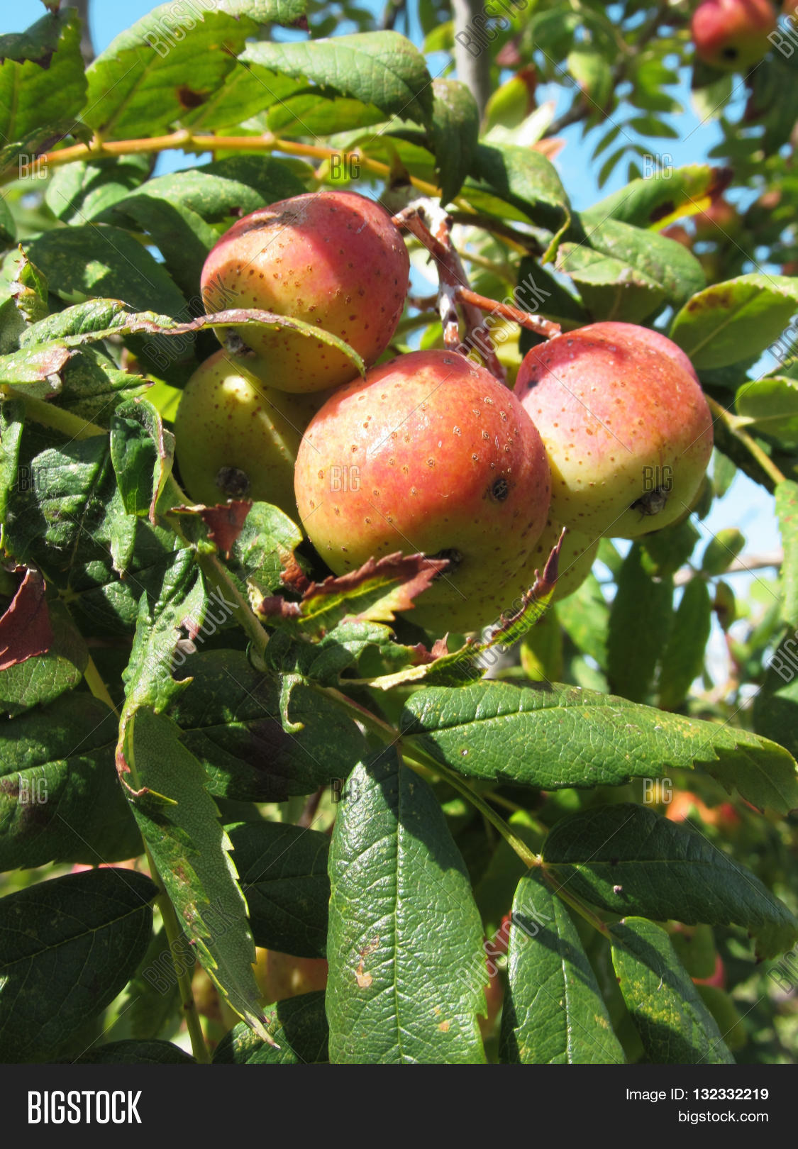 sorbs in fruit tree . tuscany italy