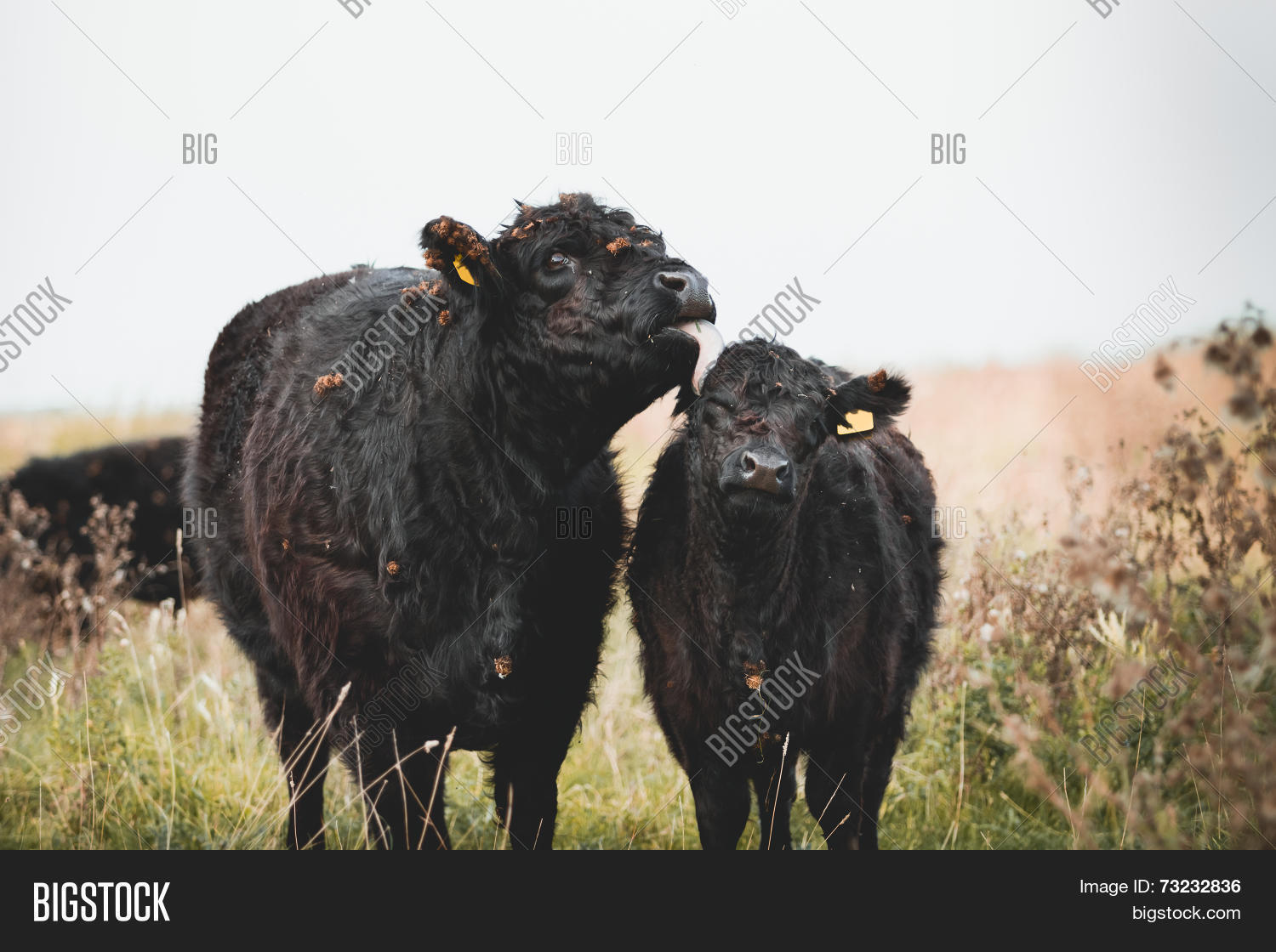galloway cattle图片和照片 | bigstock